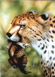 Gepard