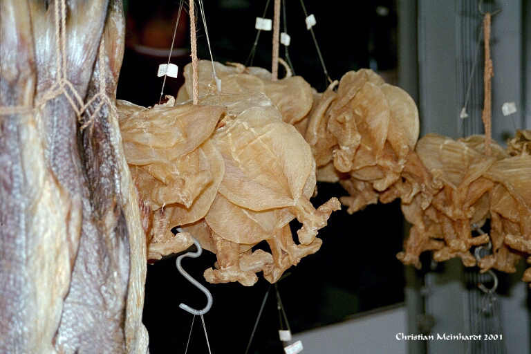 getrocknete Schwimmblasen