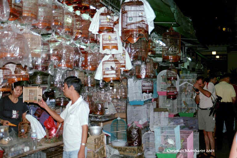Birds Market