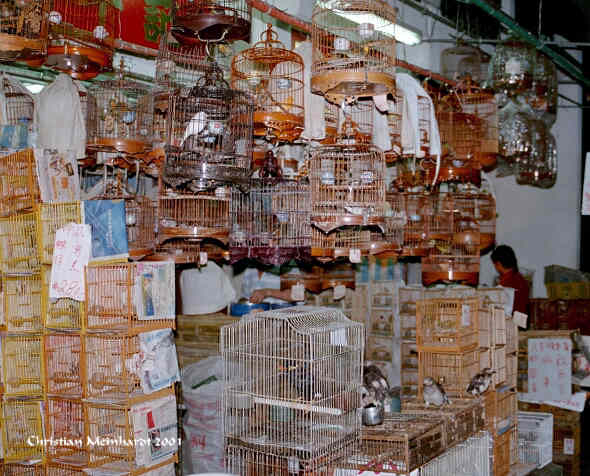 Birds Market