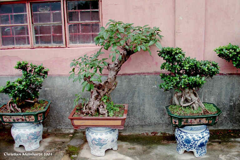  noch mehr Bonsai