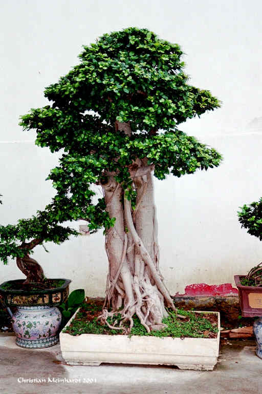 Bonsai